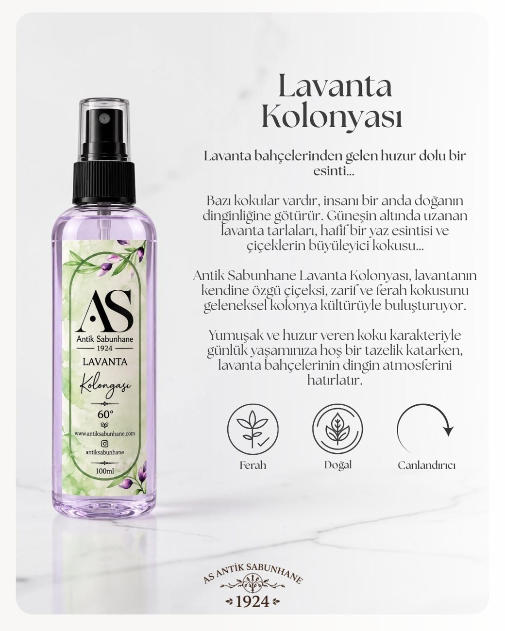 Lavanta Kolonyası